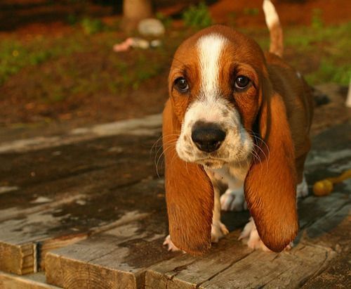 Baby basset hound. Look at those