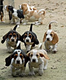Baby basset hounds!