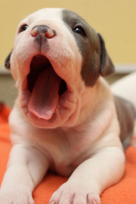 baby pit with big yawn - awwww