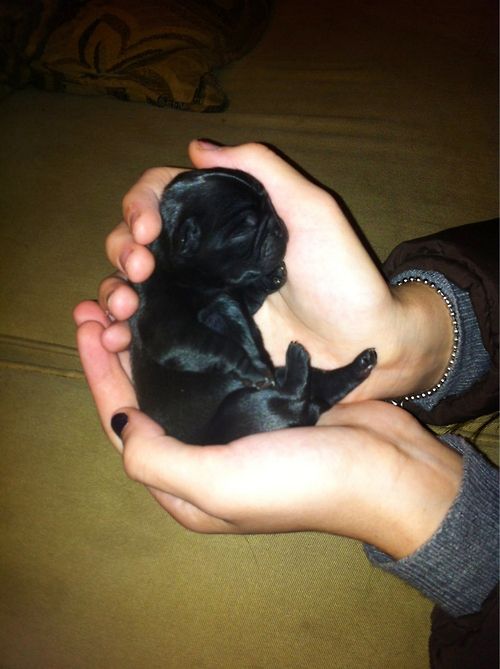 Baby PUG!