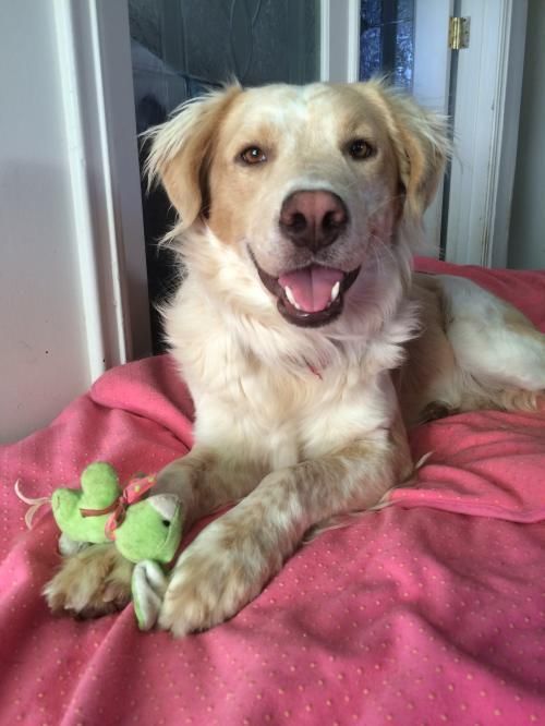 BAILEY!!! ♥ ♥ ♥ • Flat-coated Retriever & Golden Retr X • Young • Male • Lg. Mutts in Need; Newport Beach, CA. Sweet & Loving boy rescued from a really bad shelter.  - 2 yrs, 50 lbs. Great w/ people & other Dogs, large & small! (