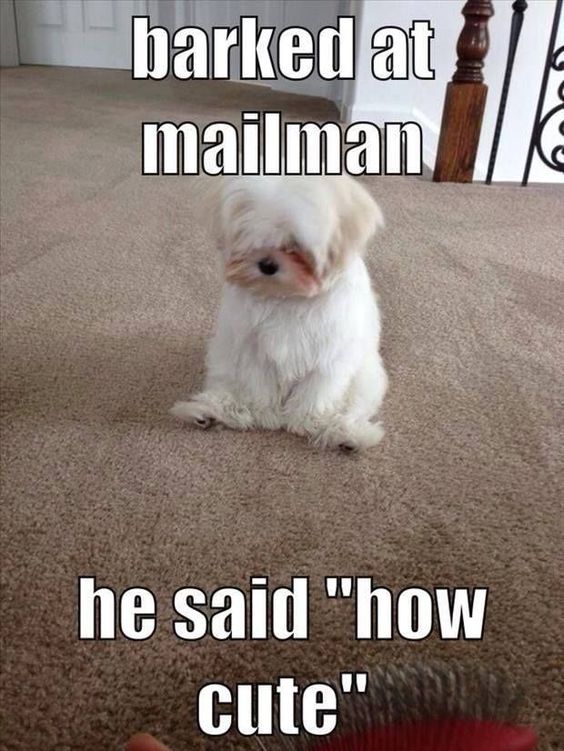 Barked At The Mailman funny cute memes adorable dog pets meme lol funny quotes funny sayings humor funny pictures funny animals funny dogs