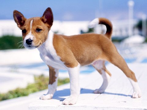 basenji puppie how could not want one, he's so cute!