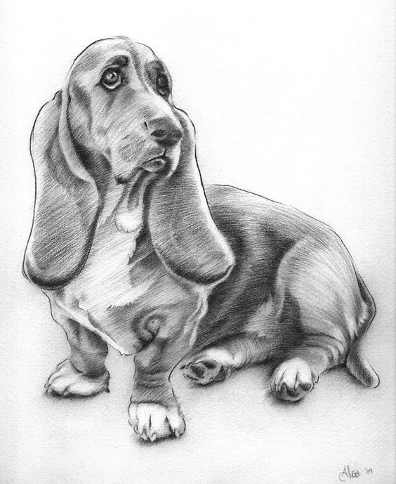 Basset Hound Original Drawing  Alisa Wilcher by AlisaPaints, $