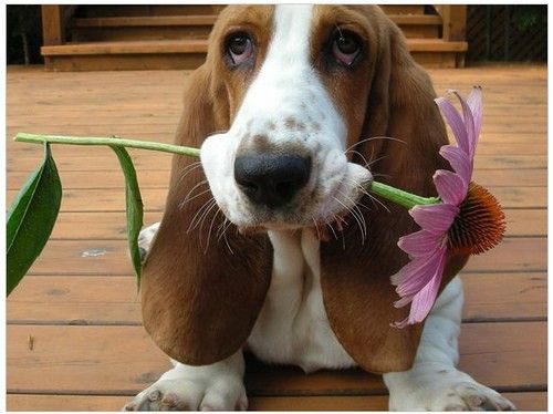 Basset Hounds are 