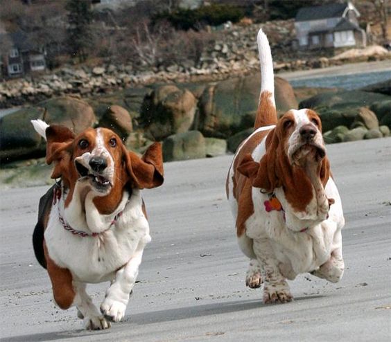Basset hounds 