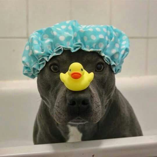Bath time with my rubber ducky.