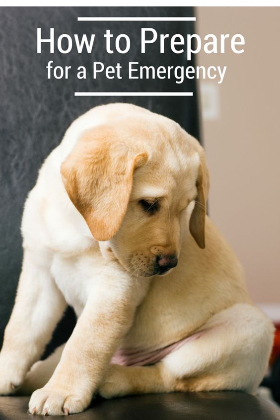 Be prepared for a pet emergency!
