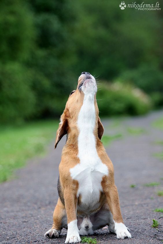 beagle baying -- 