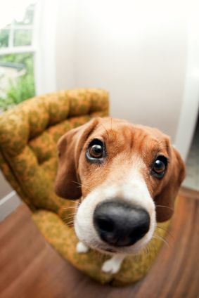 Beagle close-up