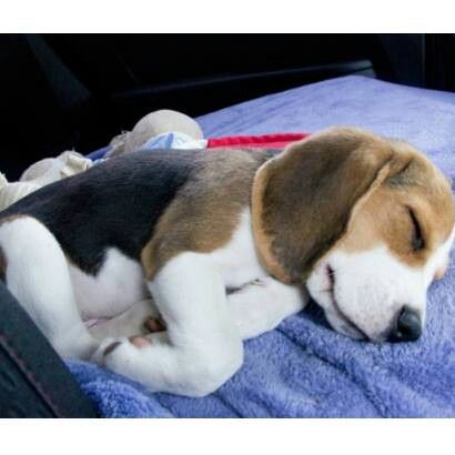 Beagle puppy snooze time