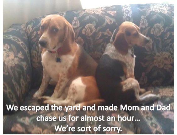 Beagle  beagle owner knows this first 