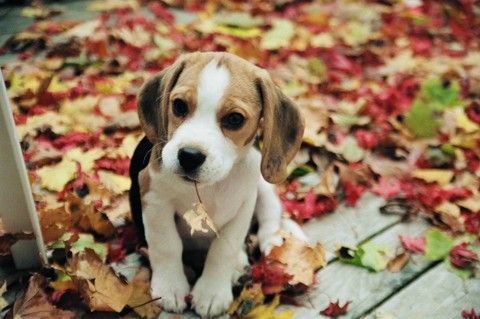 Beagles love the fall  chewing on leaves!