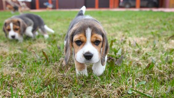 beagles pocket size