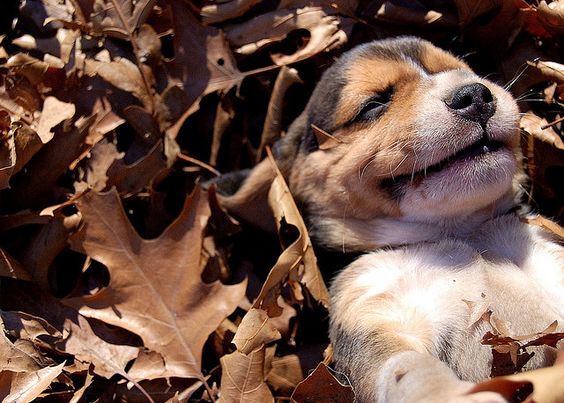 Beagles. So cute!!