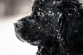 Beautiful big newfondlander dog in snow.