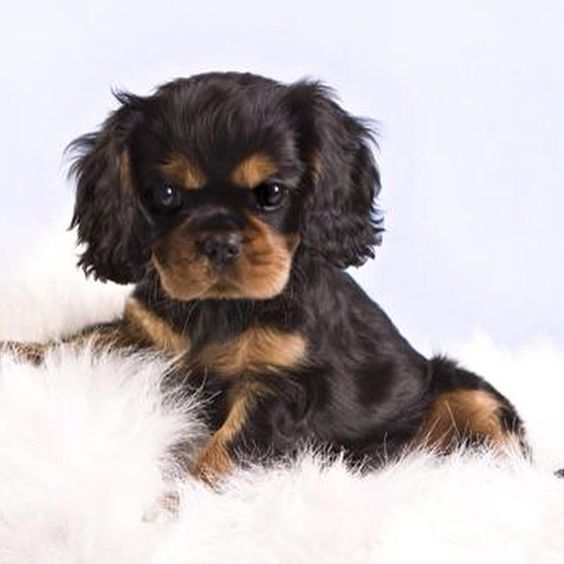 ♥ Beautiful black and tan Cavalier King Charles Spaniel puppy