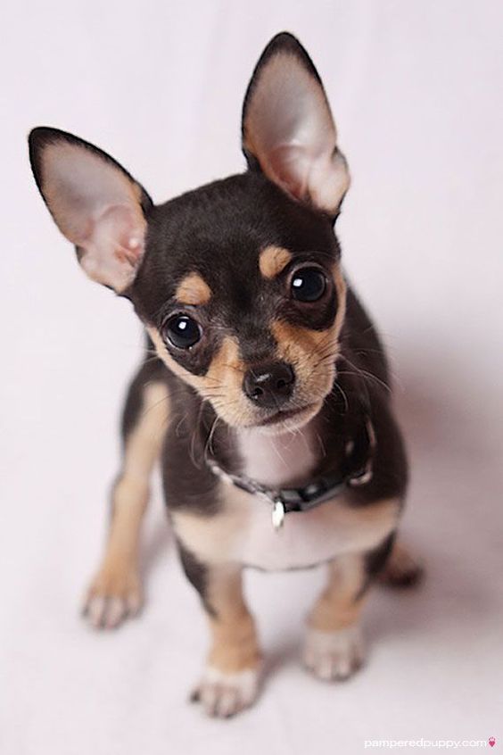 Beautiful Chihuahua