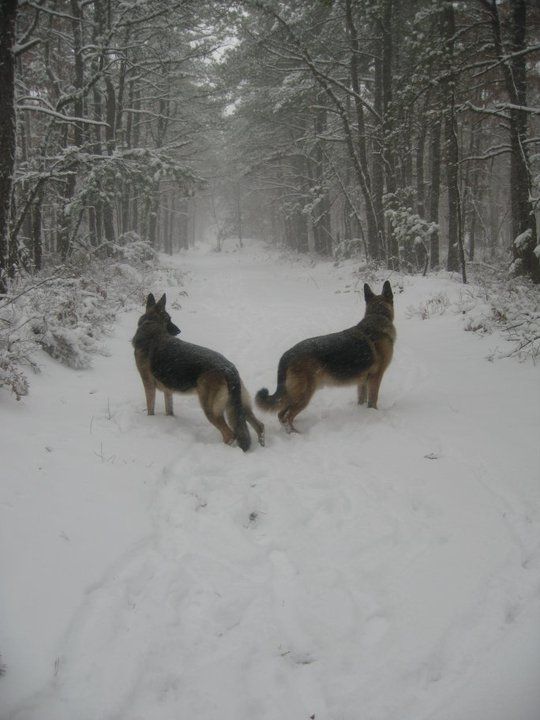 beautiful ... German Shepherds love the snow ... wonderful protective family dogs! loyal!