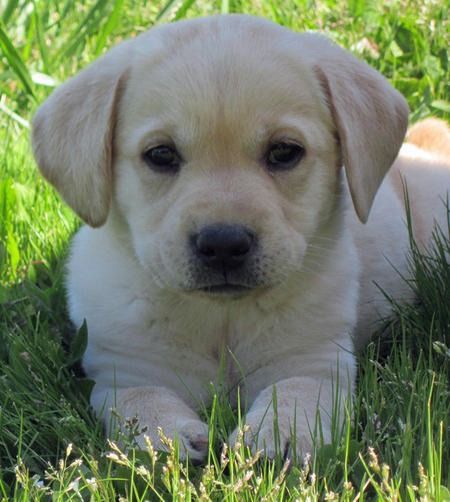 Beautiful Golden Labrador Puppies - thus is MY favorite doggie