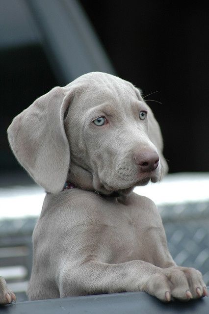 Beautiful gray blue lab puppy!