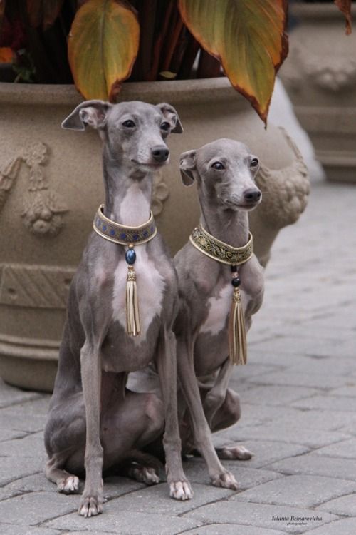 Beautiful Italian greyhounds