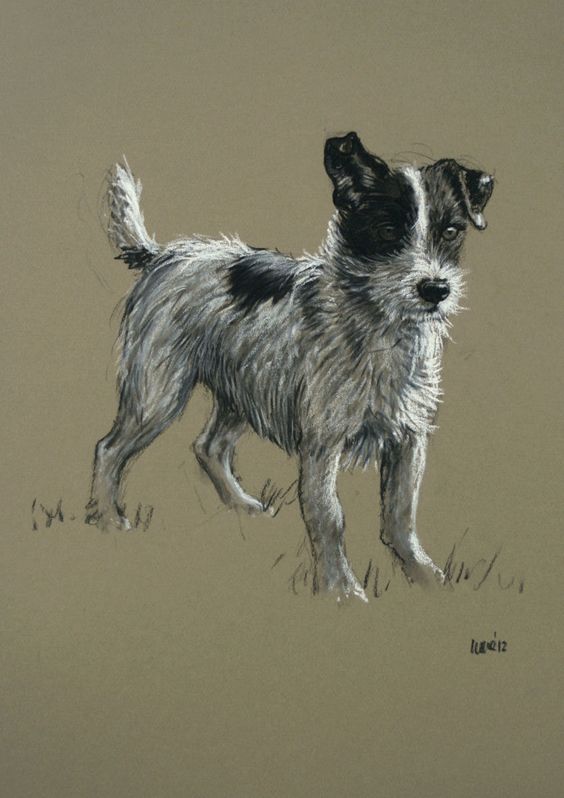 Beautiful Jack Russell Terrier dog LE fine art print 'Mr Alert' from an original chalk and charcoal sketch. $, via Etsy.