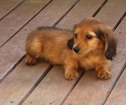 Beautiful long haired Dachshund puppy. little dachshund babies!!!