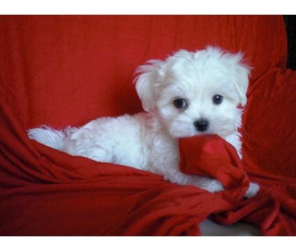 Beautiful Maltese Puppies is a Male Maltese Puppy For Sale in Long Beach CA