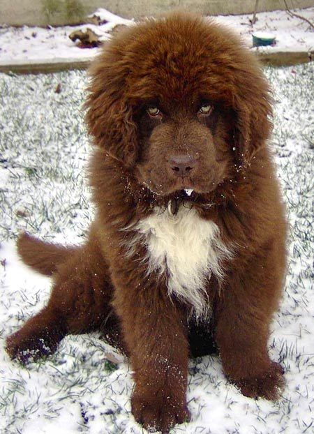 Beautiful Newfoundland Dog