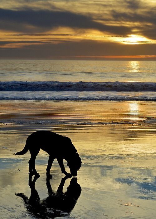 Beautiful photo! even dogs like to relax on the beach!! 