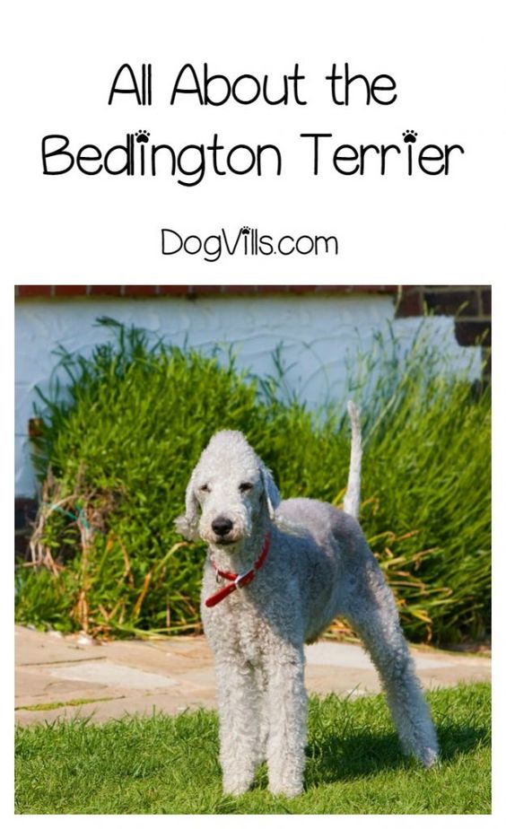 Bedlington Terrier – Everything You’ll Ever Need to Know