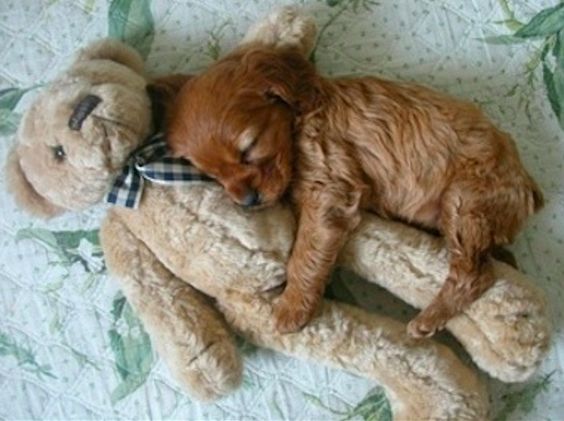 Being this cute can be exhausting: | 20 Puppies Cuddling With Their Stuffed Animals During Nap Time
