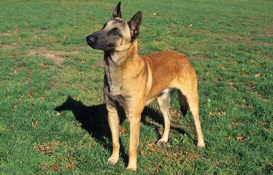 Belgian Malinois Breed  all who need answers why my dog is the way he 