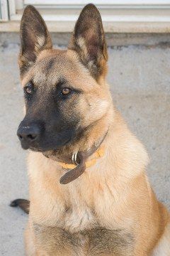 Belgian Malinois helped take down Osama bin Laden  with the Navy Seals- Love these dogs gorgeous mid size dog & family pet