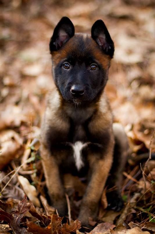Belgian Malinois looks like mine , except mine has more white on chest