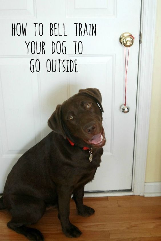 Bell train your dog to go outside! #pets #dogs