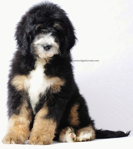 Mountain Dog and  Hypoallergenic and doesn't shed!