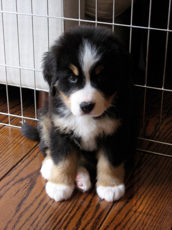 Bernese Mountain dog ---always wanted one of these in addition to a Goldie