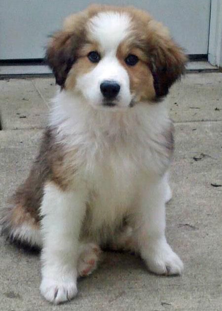 Bernese Mountain Dog and Great Pyrenees  This looks just like Emily when she was a puppy!!! just blonde:)