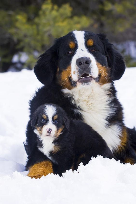 Bernese Mountain Dog and puppy