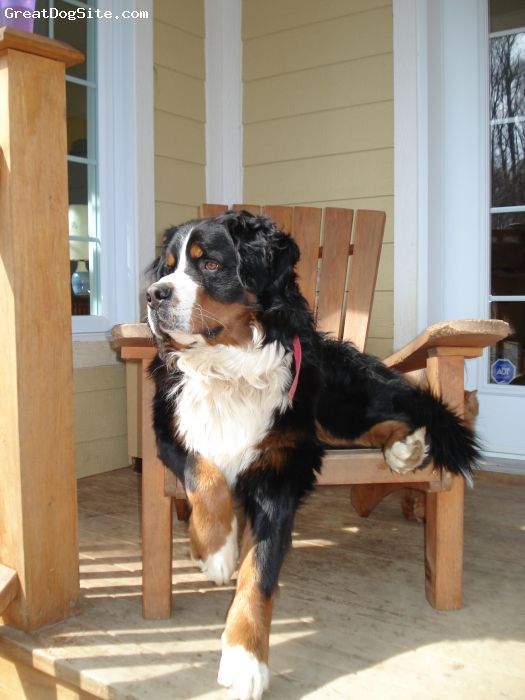 bernese mountain dog. i want one!! Anna sits on couch with one paw touching floor too!