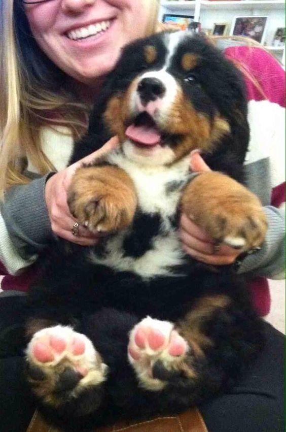 Bernese Mountain Dog. Oh my goodness. I want one!!