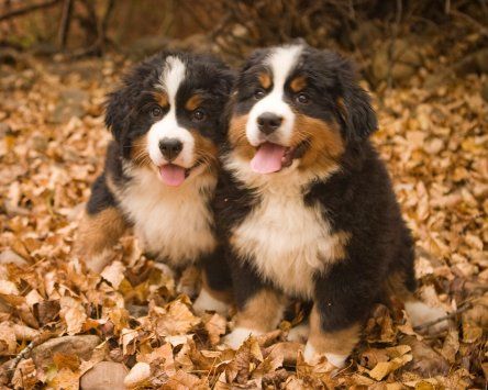 Bernese Mountain Dog puppies