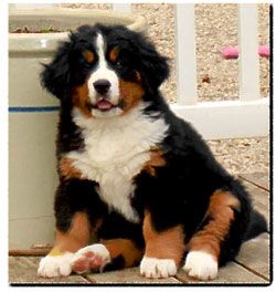 Bernese Mountain Dog puppy. Favorite!!!