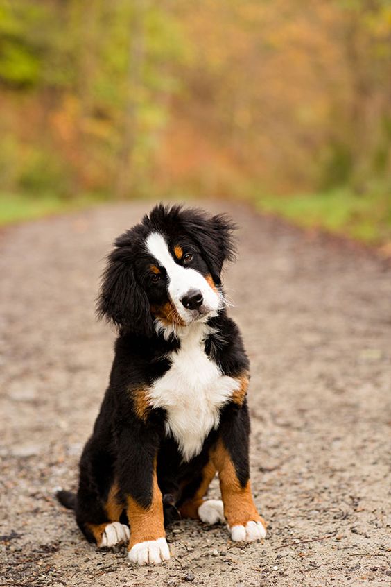 Bernese Mountain Dog Puppy  it will have to happen that I get one!!!!