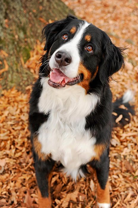 ☀Bernese Mountain Dog ~ Smiling Berner by Kelley Nelson*