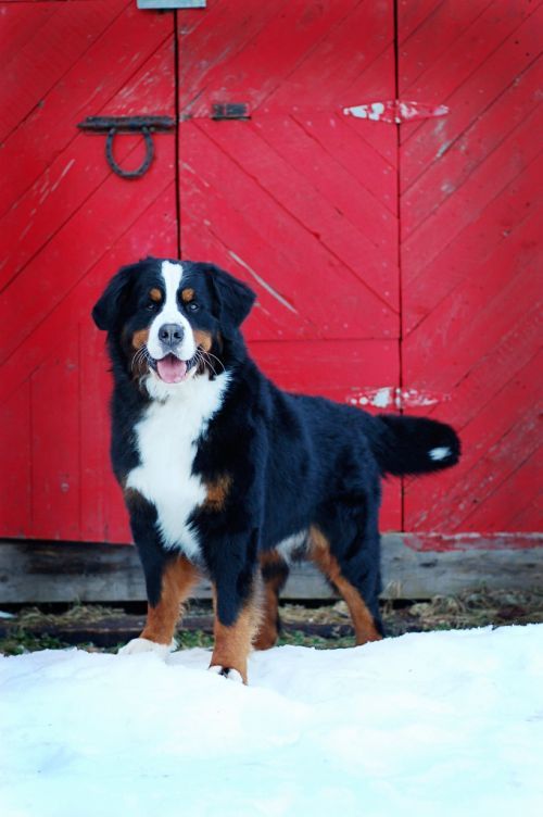 Bernese Mountain dog - we always rout for this beautiful breed of dog @ the annual Westminster Dog Show!!