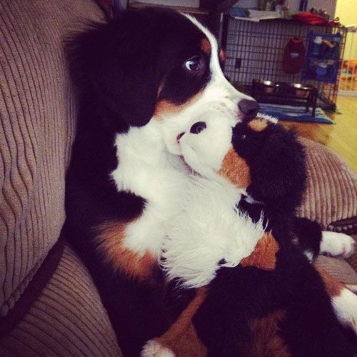 Bernese Mountain Dog with his toy Berner