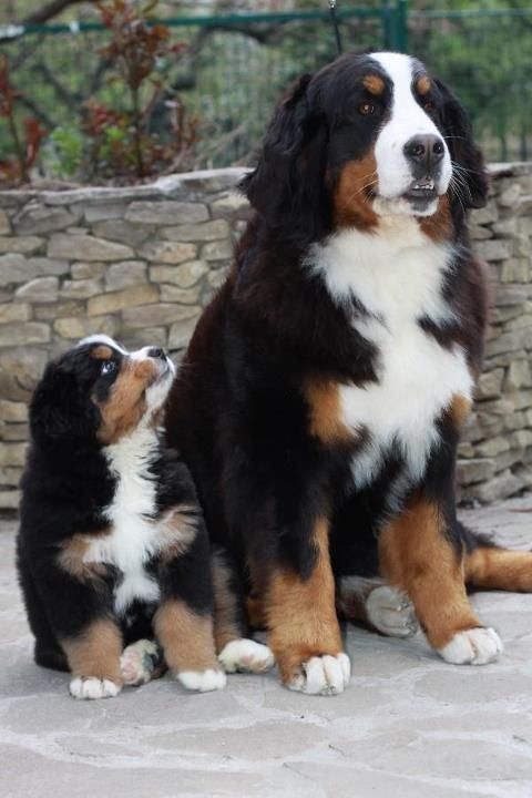 Bernese Mountain Dogs